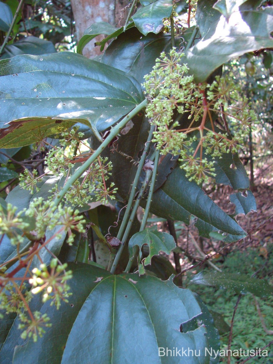 Smilax perfoliata Lour.